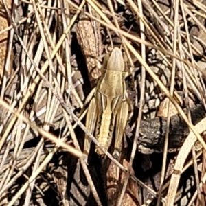 Praxibulus sp. (genus) at Bruce, ACT - 16 Jan 2023