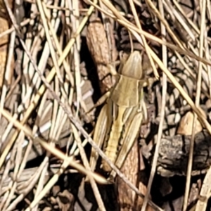 Praxibulus sp. (genus) at Bruce, ACT - 16 Jan 2023