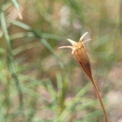 Wahlenbergia sp. (Bluebell) at Bruce Ridge to Gossan Hill - 16 Jan 2023 by trevorpreston