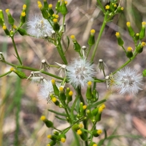 Senecio diaschides at Bruce, ACT - 16 Jan 2023