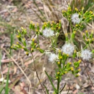 Senecio diaschides at Bruce, ACT - 16 Jan 2023