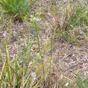 Senecio diaschides at Bruce, ACT - 16 Jan 2023