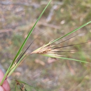 Themeda triandra at Bruce, ACT - 16 Jan 2023 02:08 PM