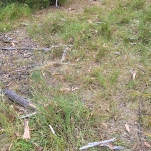 Themeda triandra at Bruce, ACT - 16 Jan 2023 02:08 PM