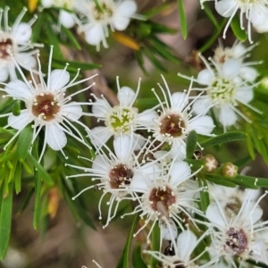 Kunzea ericoides at Bruce, ACT - 16 Jan 2023