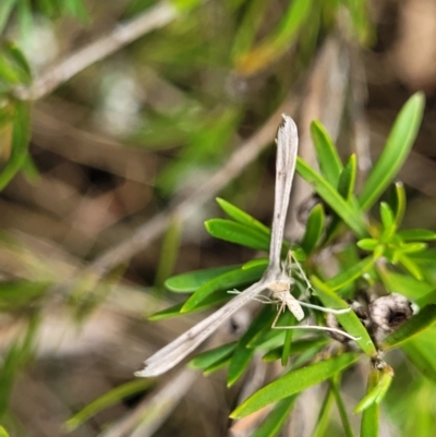 Pterophoridae (family) (A Plume Moth) at Bruce Ridge to Gossan Hill - 16 Jan 2023 by trevorpreston