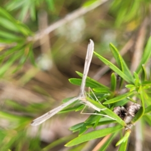 Pterophoridae (family) at Bruce, ACT - 16 Jan 2023