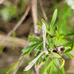 Pterophoridae (family) at Bruce, ACT - 16 Jan 2023