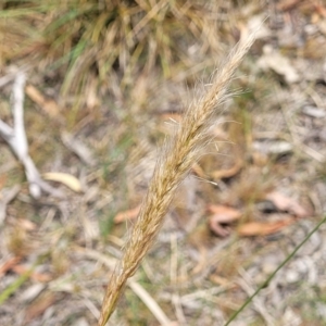 Dichelachne sp. at Bruce, ACT - 16 Jan 2023