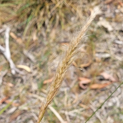 Dichelachne sp. (Plume Grasses) at Bruce Ridge to Gossan Hill - 16 Jan 2023 by trevorpreston