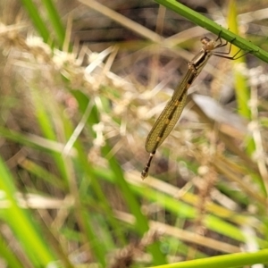 Austrolestes leda at Bruce, ACT - 16 Jan 2023