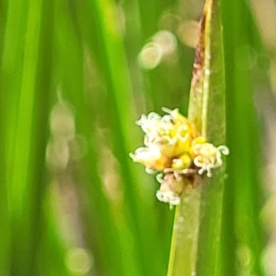 Schoenoplectiella mucronata (A Sedge) at Bruce Ridge to Gossan Hill - 16 Jan 2023 by trevorpreston