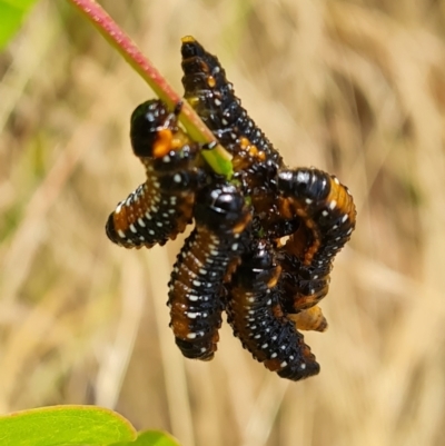 Paropsis variolosa (Variolosa leaf beetle) at Mount Mugga Mugga - 16 Jan 2023 by Mike