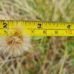 Hypochaeris radicata at O'Malley, ACT - 16 Jan 2023