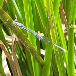 Austrolestes leda at Bruce, ACT - 16 Jan 2023 02:01 PM