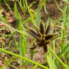 Cyperus sanguinolentus (A Sedge) at O'Malley, ACT - 16 Jan 2023 by Mike