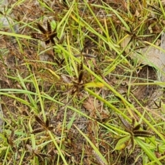 Cyperus sanguinolentus at O'Malley, ACT - 16 Jan 2023