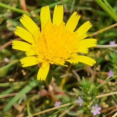 Leontodon saxatilis (Lesser Hawkbit, Hairy Hawkbit) at O'Malley, ACT - 16 Jan 2023 by Mike