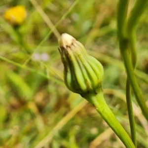 Leontodon saxatilis at O'Malley, ACT - 16 Jan 2023