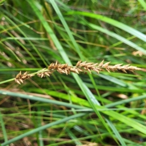 Carex appressa at Bruce, ACT - 16 Jan 2023 01:59 PM