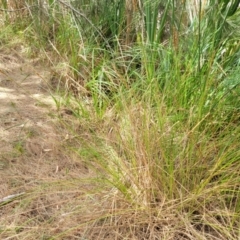 Carex appressa at Bruce, ACT - 16 Jan 2023 01:59 PM