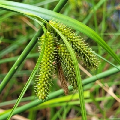 Carex fascicularis (Tassel Sedge) at Bruce Ridge to Gossan Hill - 16 Jan 2023 by trevorpreston