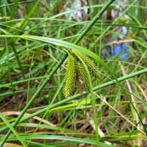 Carex fascicularis at Bruce, ACT - 16 Jan 2023