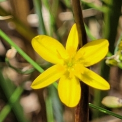 Tricoryne elatior (Yellow Rush Lily) at Bruce Ridge to Gossan Hill - 16 Jan 2023 by trevorpreston