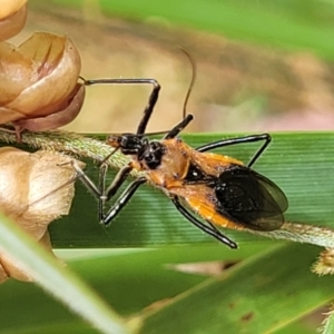 Gminatus australis at Bruce, ACT - 16 Jan 2023