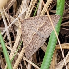 Epidesmia hypenaria (Long-nosed Epidesmia) at Bruce, ACT - 16 Jan 2023 by trevorpreston