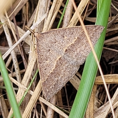 Epidesmia hypenaria (Long-nosed Epidesmia) at Bruce, ACT - 16 Jan 2023 by trevorpreston