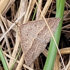 Epidesmia hypenaria at Bruce, ACT - 16 Jan 2023 01:53 PM