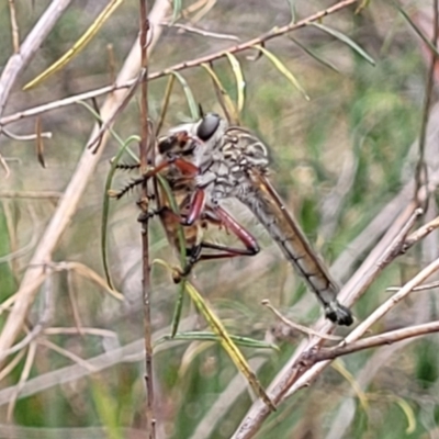 Zosteria sp. (genus) (Common brown robber fly) at Bruce Ridge to Gossan Hill - 16 Jan 2023 by trevorpreston