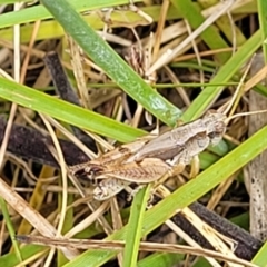 Phaulacridium vittatum (Wingless Grasshopper) at Bruce Ridge to Gossan Hill - 16 Jan 2023 by trevorpreston