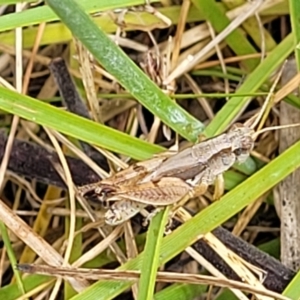 Phaulacridium vittatum at Bruce, ACT - 16 Jan 2023