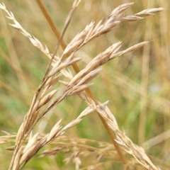 Lolium arundinaceum (Tall Fescue) at Bruce, ACT - 16 Jan 2023 by trevorpreston