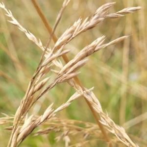 Festuca arundinacea at Bruce, ACT - 16 Jan 2023