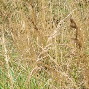 Festuca arundinacea at Bruce, ACT - 16 Jan 2023