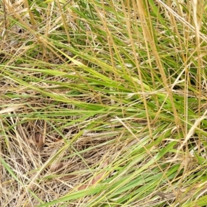 Festuca arundinacea at Bruce, ACT - 16 Jan 2023