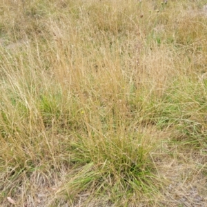 Festuca arundinacea at Bruce, ACT - 16 Jan 2023