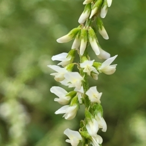 Melilotus albus at Bruce, ACT - 16 Jan 2023 01:46 PM