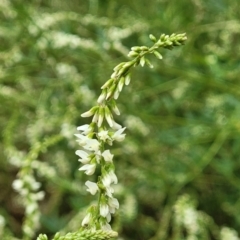 Melilotus albus at Bruce, ACT - 16 Jan 2023