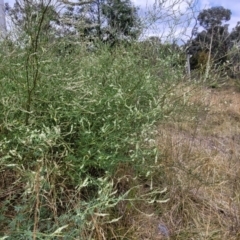 Melilotus albus at Bruce, ACT - 16 Jan 2023 01:46 PM