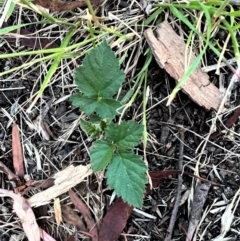 Rubus fruticosus species aggregate (Blackberry) at Higgins, ACT - 9 Jan 2023 by Untidy