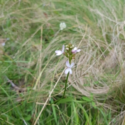 Stylidium graminifolium (grass triggerplant) at Tinderry, NSW - 14 Jan 2023 by danswell