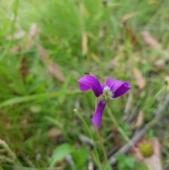 Viola sp. (Violet) at Mt Holland - 14 Jan 2023 by danswell
