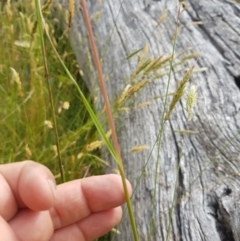 Rytidosperma pallidum (Red-anther Wallaby Grass) at Burnt School Nature Reserve - 14 Jan 2023 by danswell