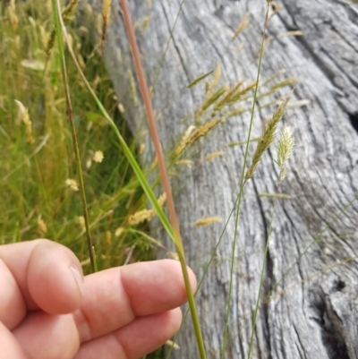 Rytidosperma pallidum (Red-anther Wallaby Grass) at Tinderry, NSW - 14 Jan 2023 by danswell