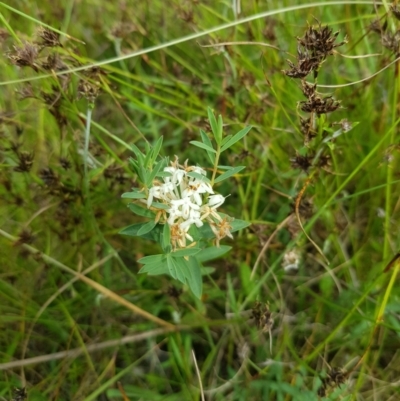 Pimelea sp. (Rice Flower) at Tinderry, NSW - 14 Jan 2023 by danswell