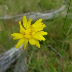 Microseris walteri (Yam Daisy, Murnong) at Burnt School Nature Reserve - 14 Jan 2023 by danswell